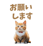 でか文字☆にゃんこ（個別スタンプ：5）