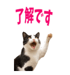 でか文字☆にゃんこ（個別スタンプ：6）