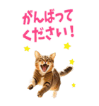 でか文字☆にゃんこ（個別スタンプ：7）