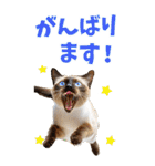 でか文字☆にゃんこ（個別スタンプ：8）