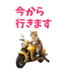 でか文字☆にゃんこ（個別スタンプ：11）