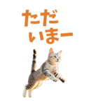 でか文字☆にゃんこ（個別スタンプ：12）