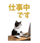 でか文字☆にゃんこ（個別スタンプ：13）