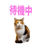 でか文字☆にゃんこ（個別スタンプ：14）