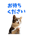 でか文字☆にゃんこ（個別スタンプ：17）