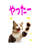 でか文字☆にゃんこ（個別スタンプ：19）