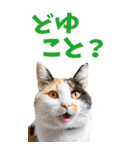 でか文字☆にゃんこ（個別スタンプ：21）