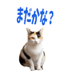 でか文字☆にゃんこ（個別スタンプ：22）