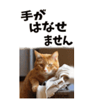 でか文字☆にゃんこ（個別スタンプ：23）