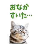 でか文字☆にゃんこ（個別スタンプ：24）