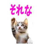 でか文字☆にゃんこ（個別スタンプ：25）