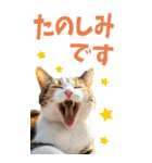 でか文字☆にゃんこ（個別スタンプ：26）