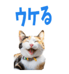 でか文字☆にゃんこ（個別スタンプ：27）