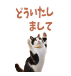 でか文字☆にゃんこ（個別スタンプ：28）
