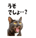 でか文字☆にゃんこ（個別スタンプ：29）