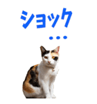 でか文字☆にゃんこ（個別スタンプ：30）