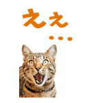 でか文字☆にゃんこ（個別スタンプ：31）