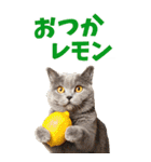 でか文字☆にゃんこ（個別スタンプ：33）