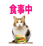 でか文字☆にゃんこ（個別スタンプ：37）