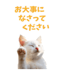 でか文字☆にゃんこ（個別スタンプ：39）