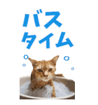 でか文字☆にゃんこ（個別スタンプ：40）