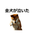 動く ふつつかな犬（個別スタンプ：3）