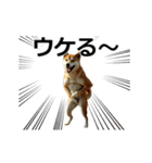 動く ふつつかな犬（個別スタンプ：4）