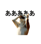 動く ふつつかな犬（個別スタンプ：5）