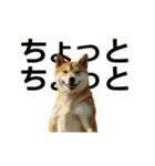 動く ふつつかな犬（個別スタンプ：18）