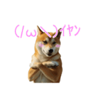 動く ふつつかな犬（個別スタンプ：19）