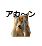動く ふつつかな犬（個別スタンプ：20）