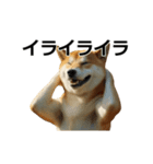 動く ふつつかな犬（個別スタンプ：21）