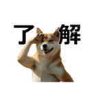 動く ふつつかな犬（個別スタンプ：23）