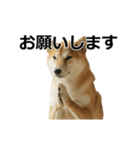 動く ふつつかな犬（個別スタンプ：24）