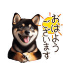 黒柴【リアル02】年中つかえる、冬も使える（個別スタンプ：3）