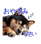 黒柴【リアル02】年中つかえる、冬も使える（個別スタンプ：4）