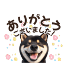 黒柴【リアル02】年中つかえる、冬も使える（個別スタンプ：6）