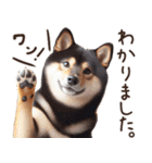 黒柴【リアル02】年中つかえる、冬も使える（個別スタンプ：9）