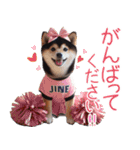 黒柴【リアル02】年中つかえる、冬も使える（個別スタンプ：11）