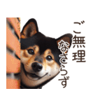 黒柴【リアル02】年中つかえる、冬も使える（個別スタンプ：12）