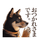 黒柴【リアル02】年中つかえる、冬も使える（個別スタンプ：13）