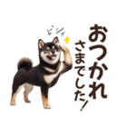 黒柴【リアル02】年中つかえる、冬も使える（個別スタンプ：14）