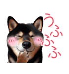 黒柴【リアル02】年中つかえる、冬も使える（個別スタンプ：18）