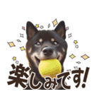 黒柴【リアル02】年中つかえる、冬も使える（個別スタンプ：23）