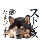 黒柴【リアル02】年中つかえる、冬も使える（個別スタンプ：25）