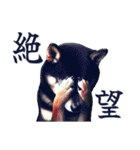 黒柴【リアル02】年中つかえる、冬も使える（個別スタンプ：27）