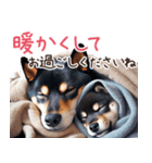 黒柴【リアル02】年中つかえる、冬も使える（個別スタンプ：30）