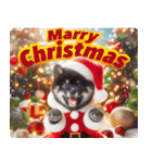 黒柴【リアル02】年中つかえる、冬も使える（個別スタンプ：31）