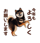 黒柴【リアル02】年中つかえる、冬も使える（個別スタンプ：40）