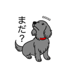 名前入りダックスロングソリッドブルー（個別スタンプ：20）